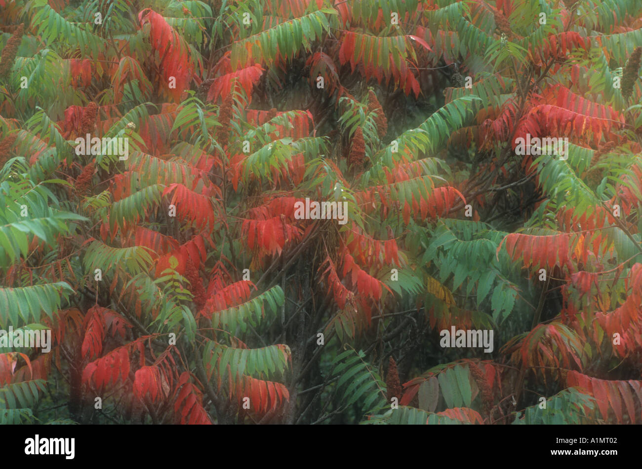 Multiple Exposure of Staghorn Sumac Stock Photo Alamy