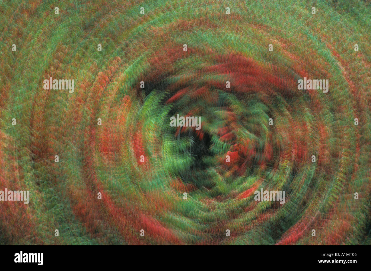 Multiple Exposure of Staghorn Sumac Stock Photo Alamy