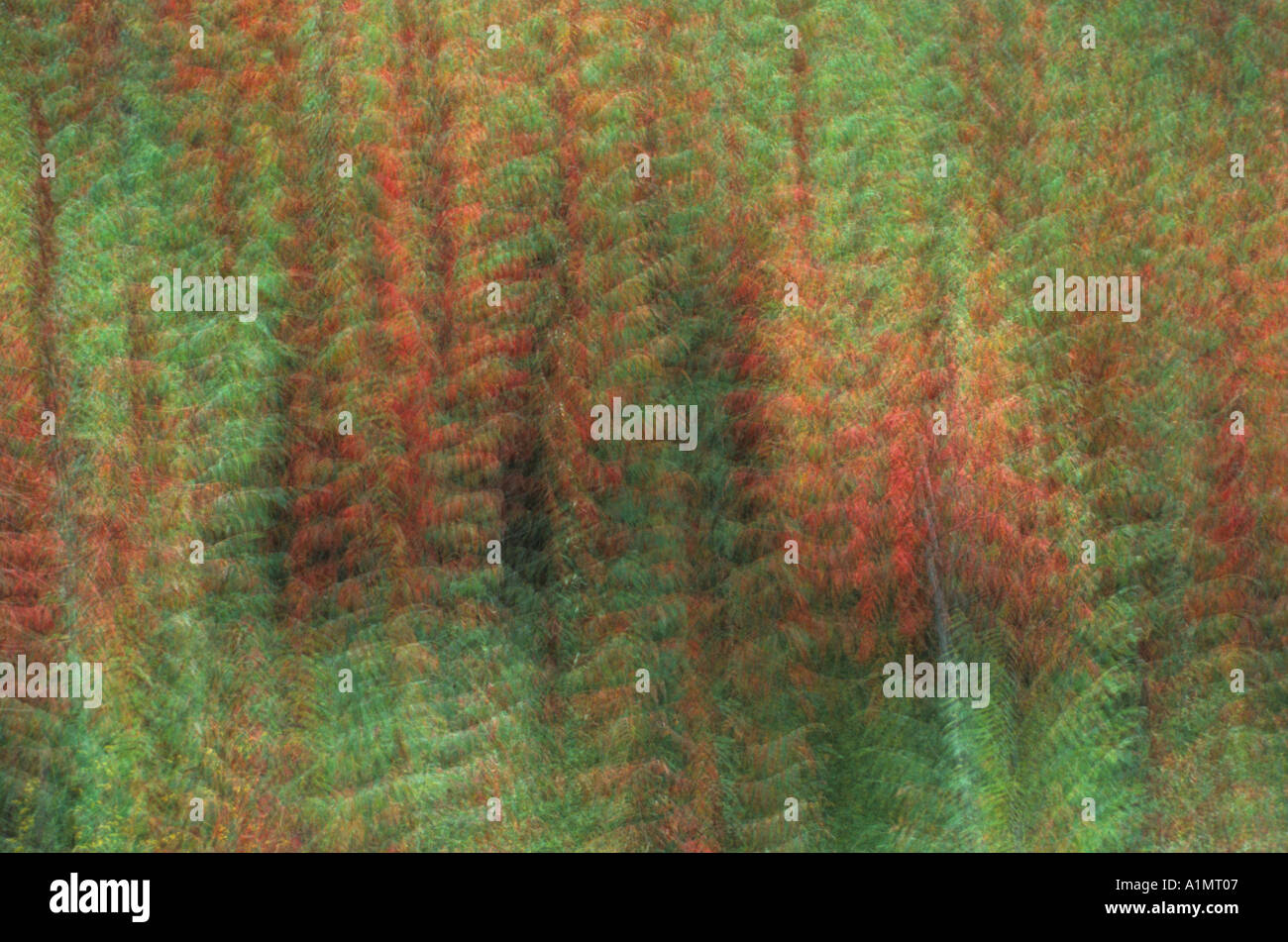 Multiple Exposure of Staghorn Sumac Stock Photo Alamy