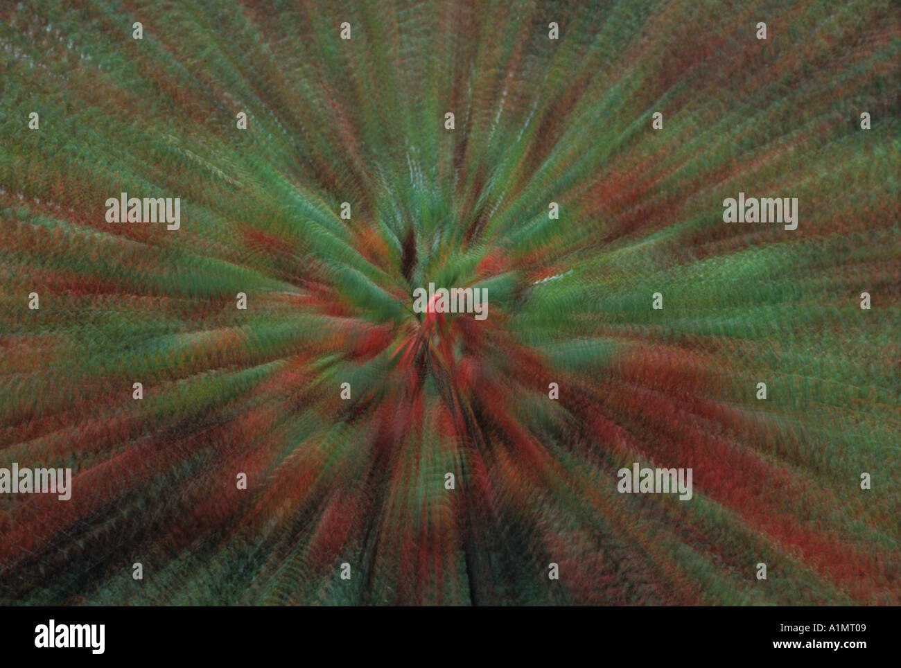 Multiple Exposure of Staghorn Sumac Stock Photo Alamy