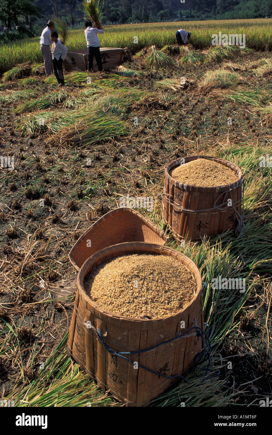 China rice harvest basket hi-res stock photography and images - Alamy