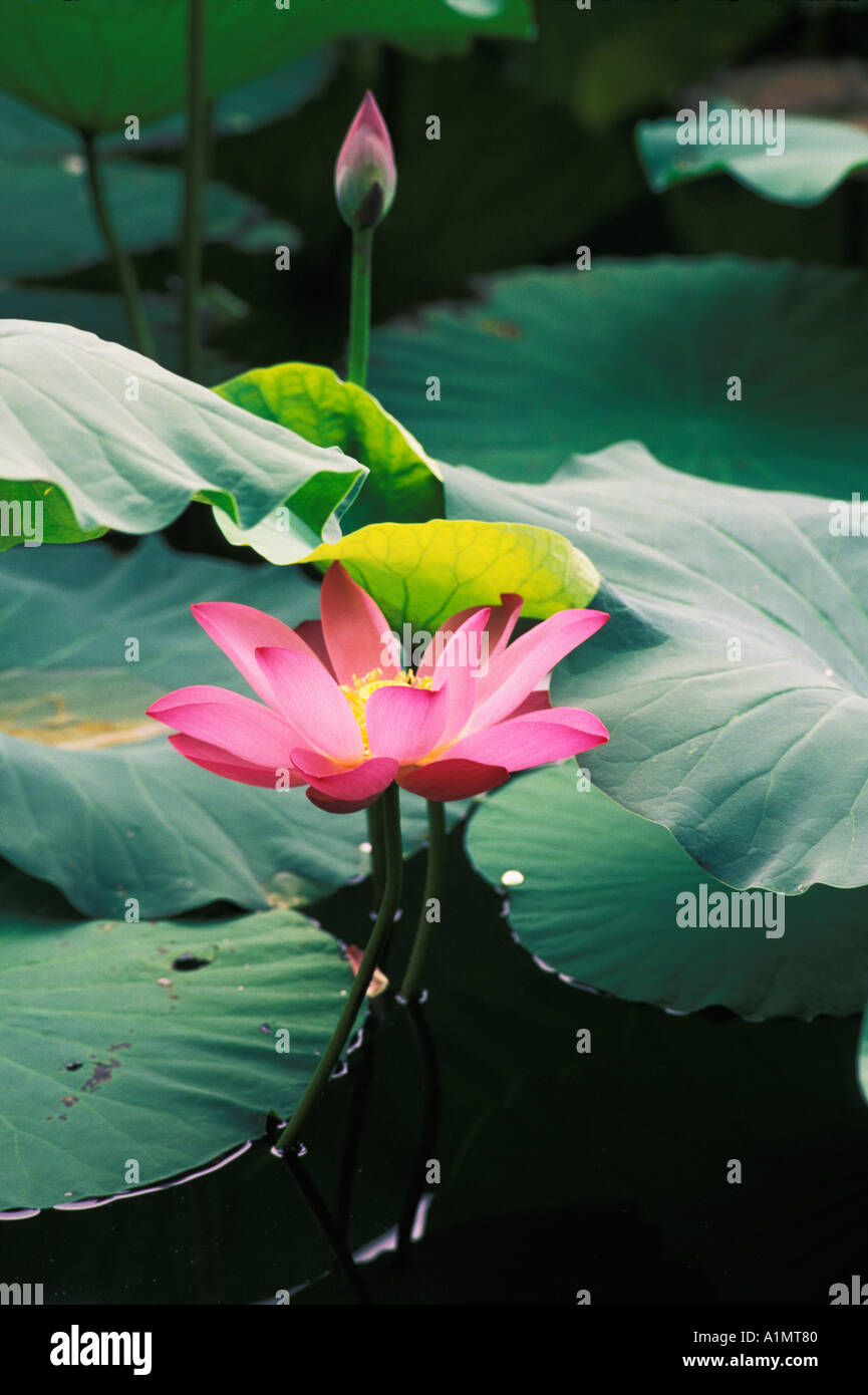 Lotus flower China Stock Photo Alamy