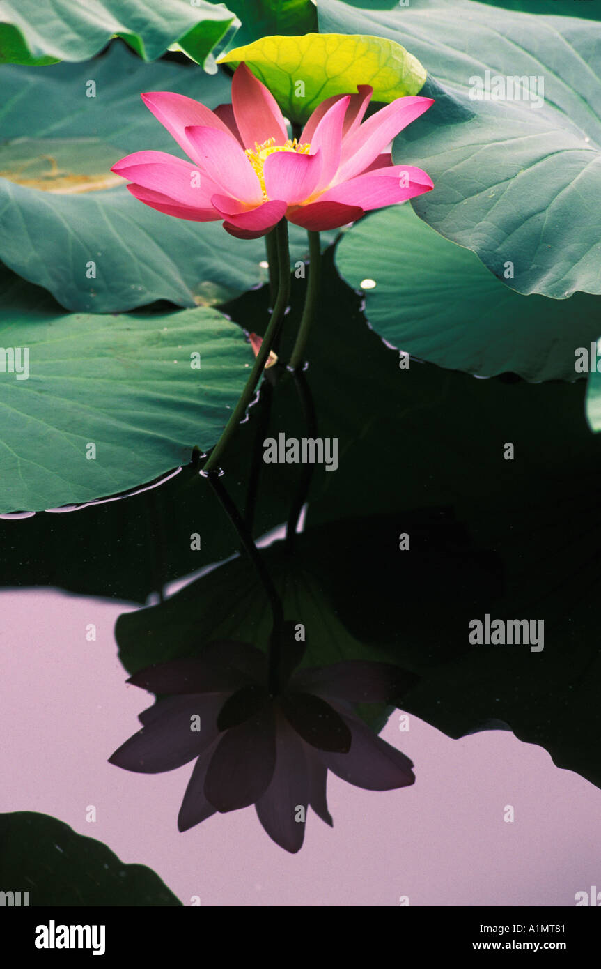 Lotus flower China Stock Photo - Alamy