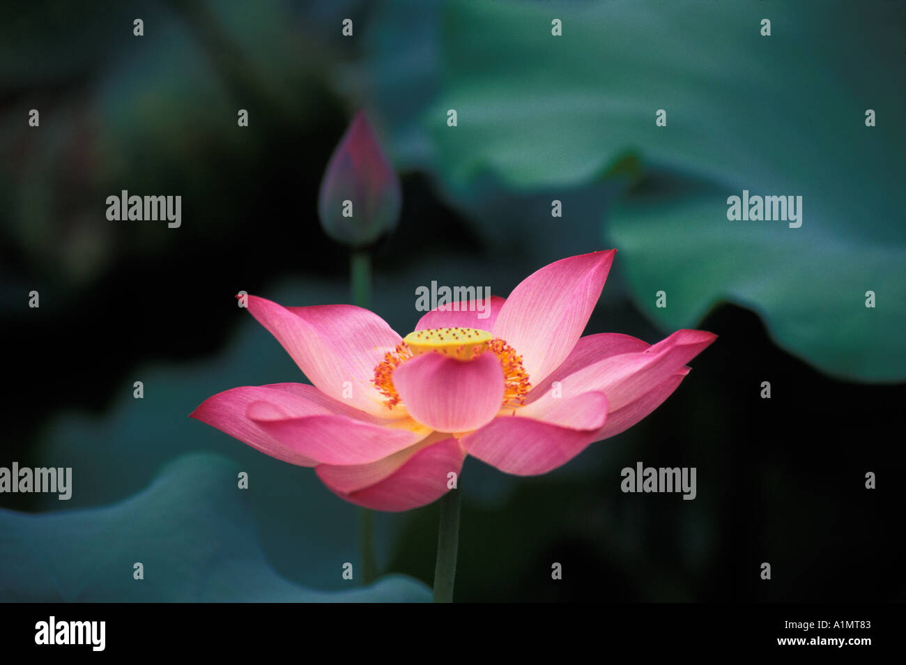 Lotus flower China Stock Photo - Alamy