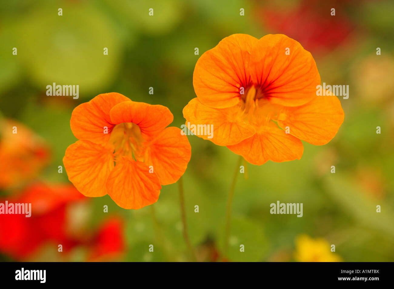 flowersnature, flowers, texture, plant, botanic, flower, yellow, orange Stock Photo