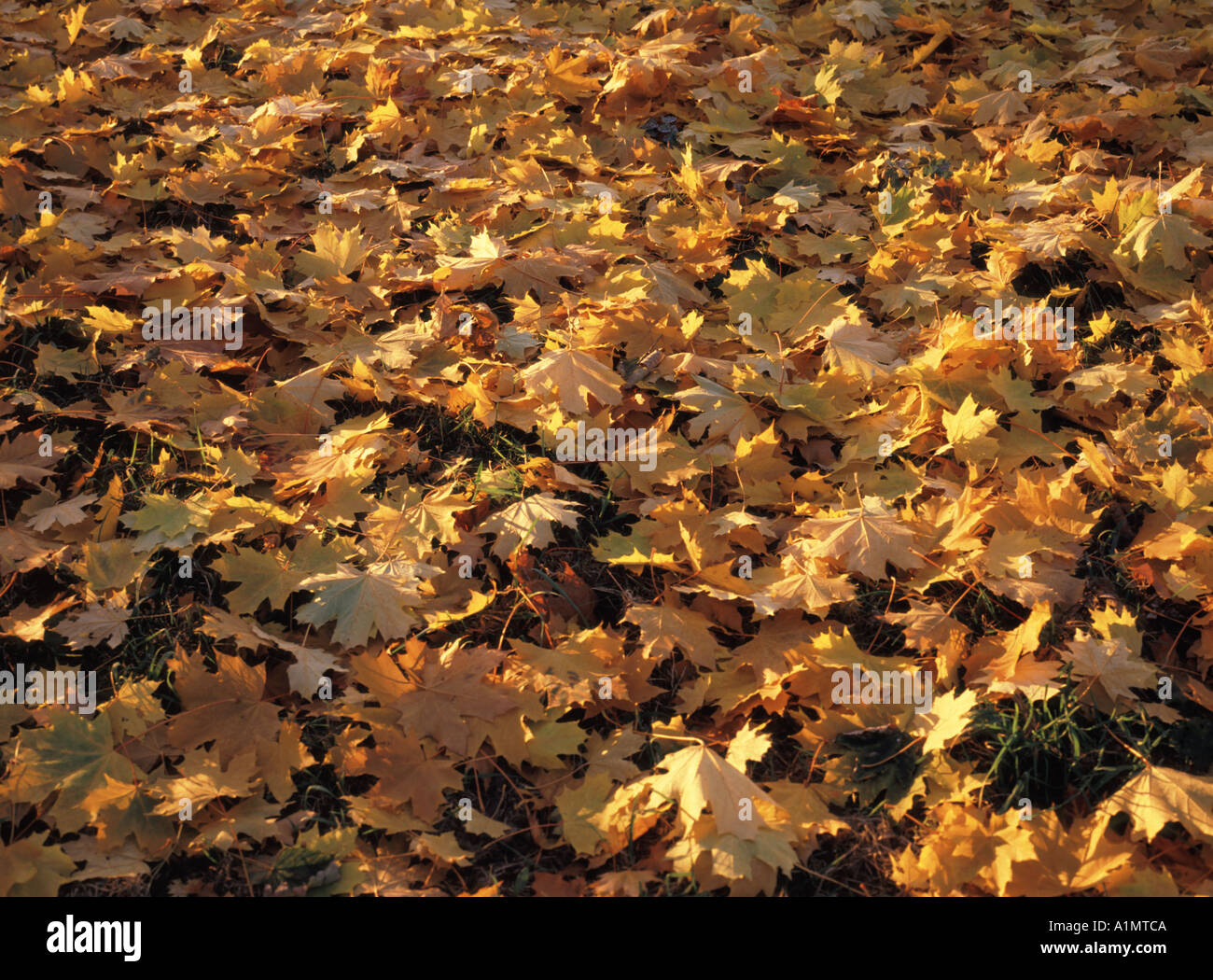 Trees on carpet of gold hi-res stock photography and images - Alamy