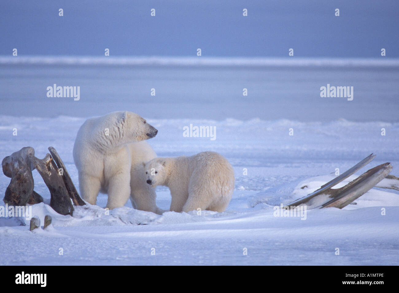 polar bear Ursus maritimus sow with cub scavenging baleen whale bones ...