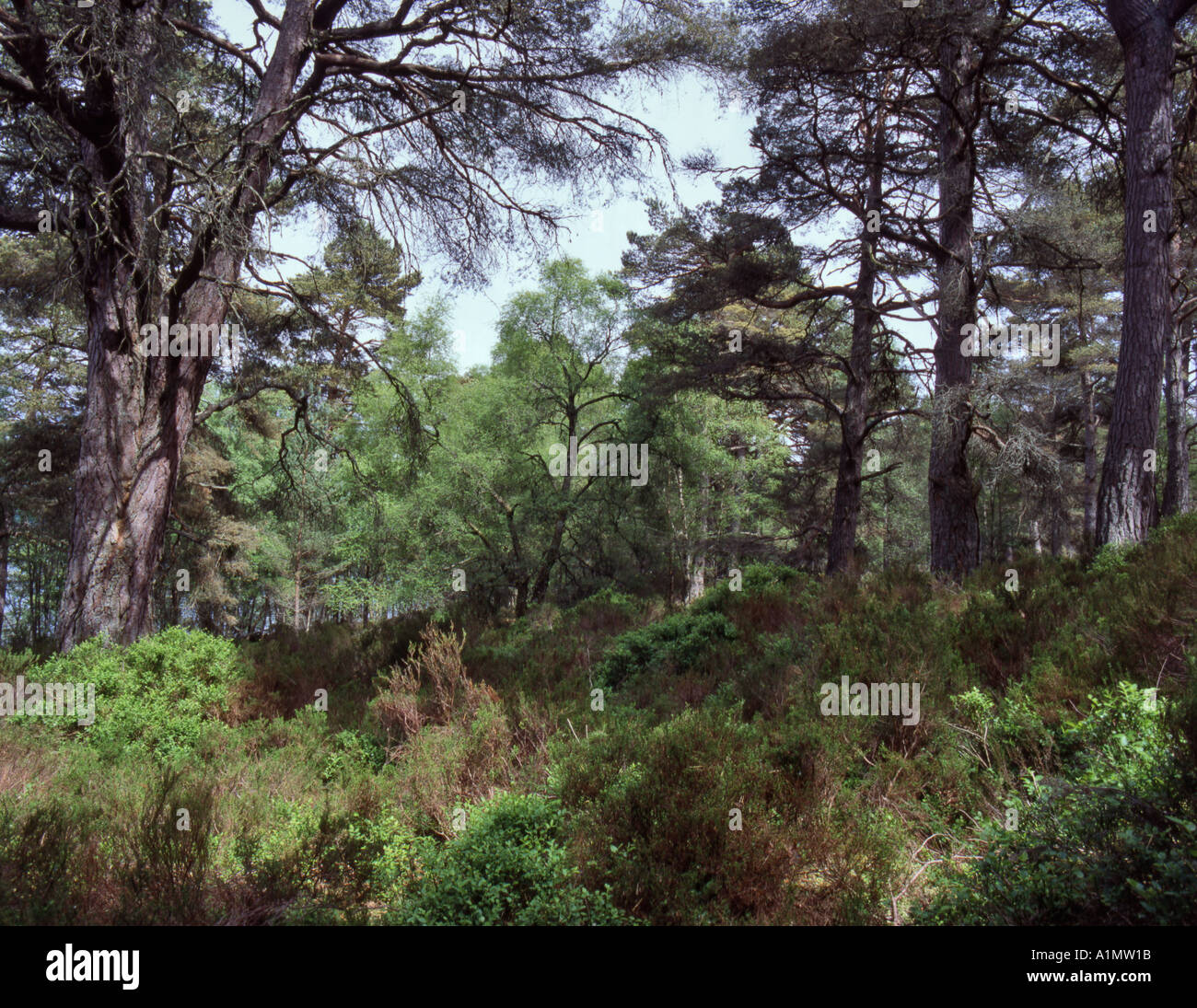 Native Caladonian Scots Pines Billberry Heather Black Wood of Rannoch Tay Forest Park Scotland May Stock Photo