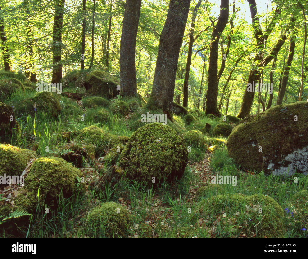 Birch and oak woods hi-res stock photography and images - Alamy