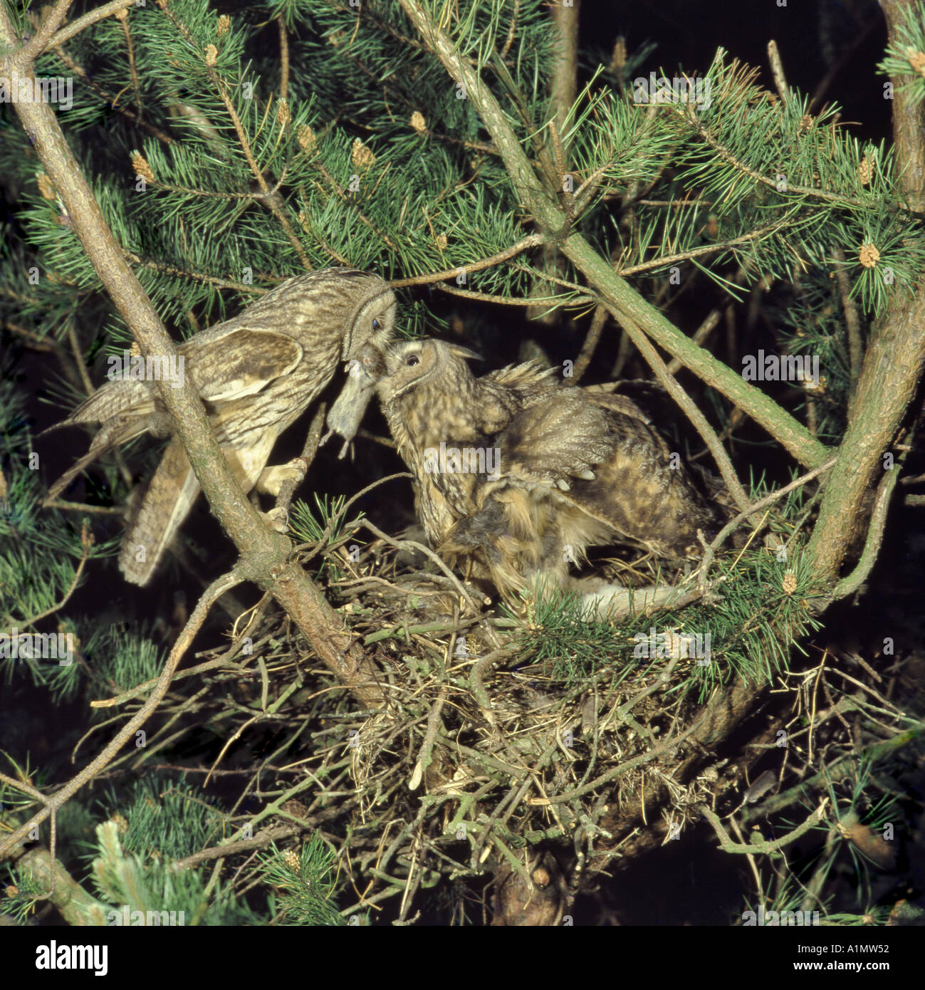 Long-eared Owls. Male passing vole to brooding female Showing nictitating membrane Berkshire England June Stock Photo