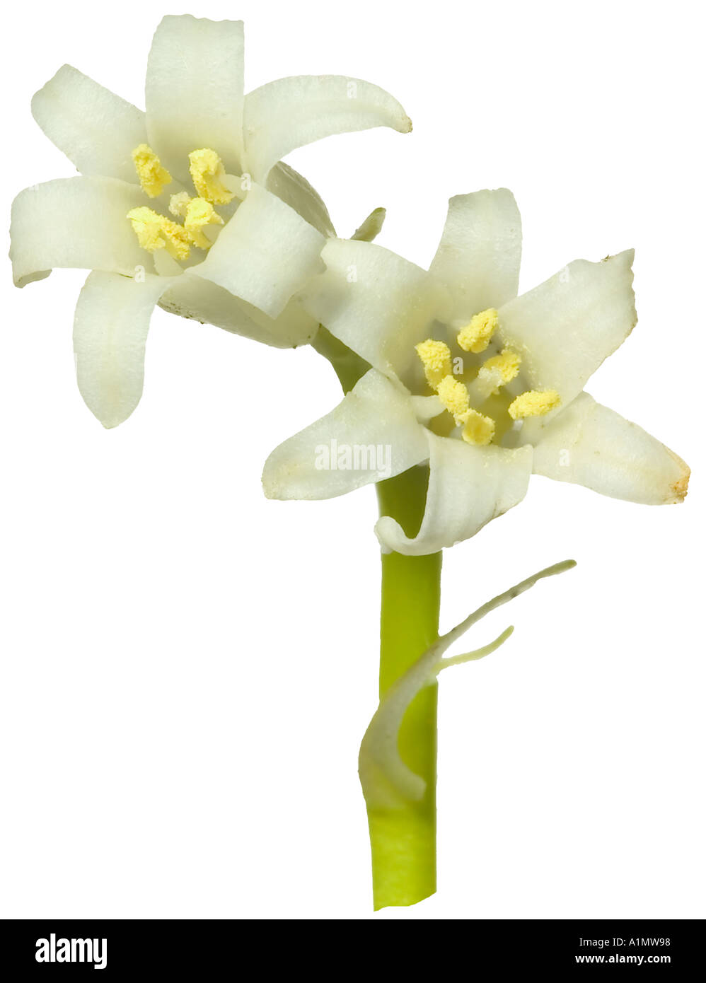 Bluebell. Flowerheads of white variety Hyacinthoides non scriptus Cut out Surrey England Stock Photo