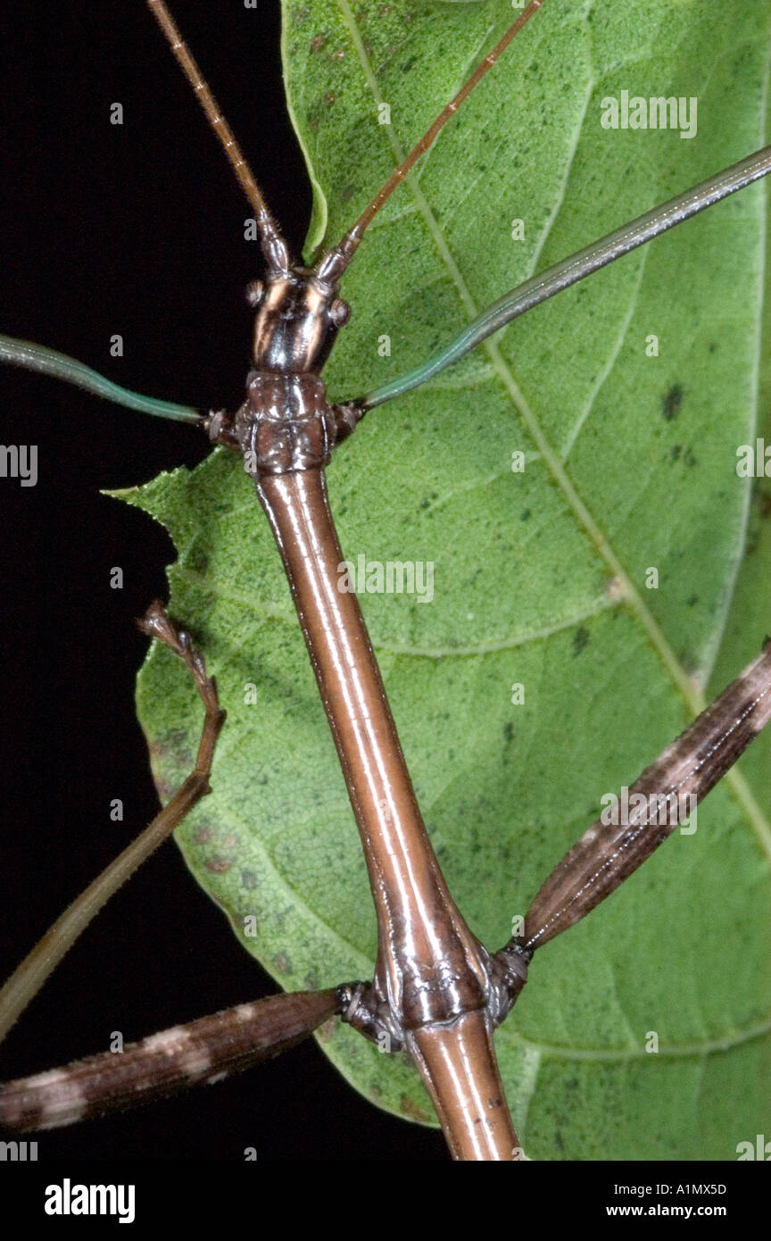 Northern walkingstick hi-res stock photography and images - Alamy