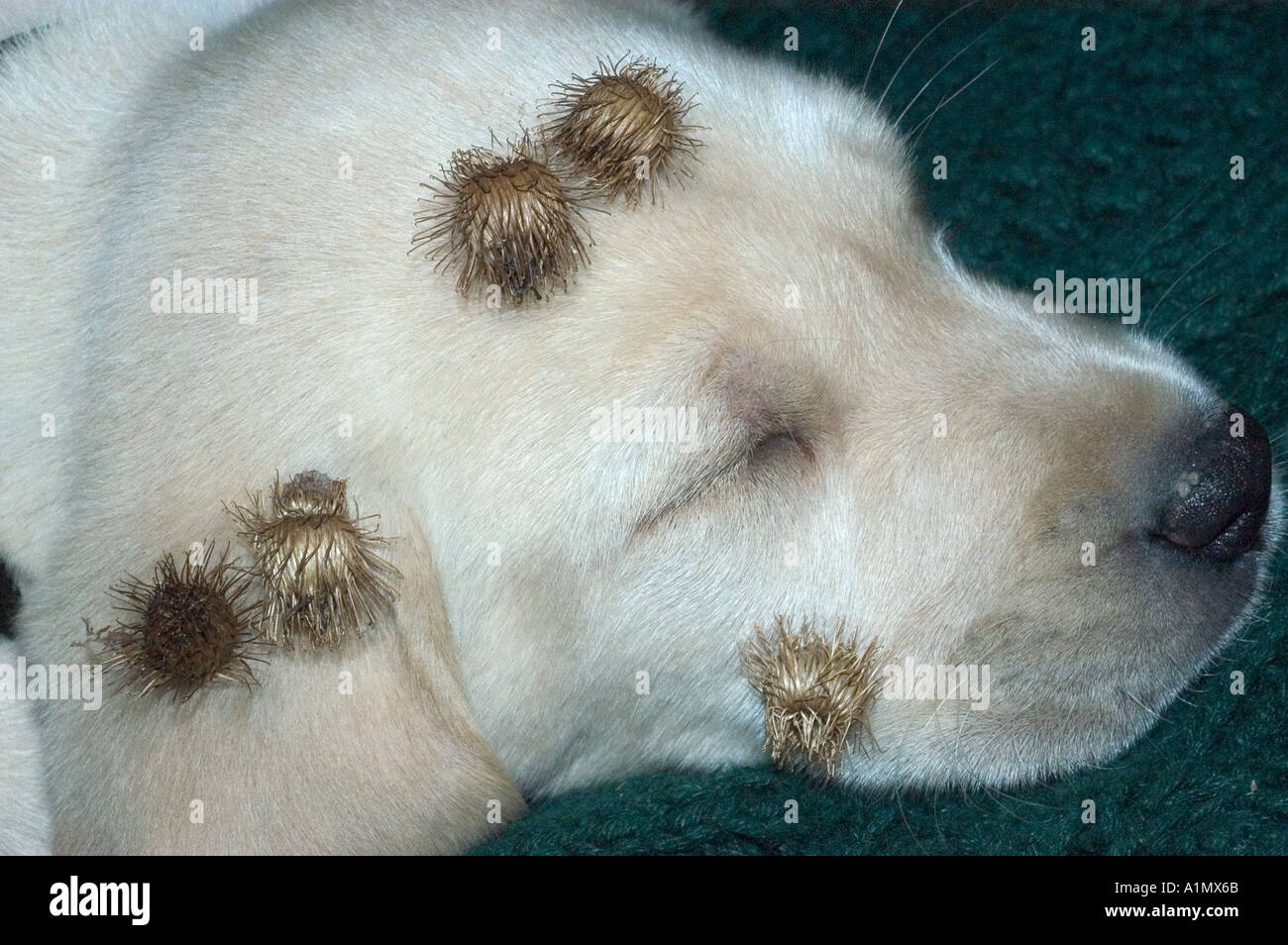 burdock burs on yellow lab puppy Stock Photo