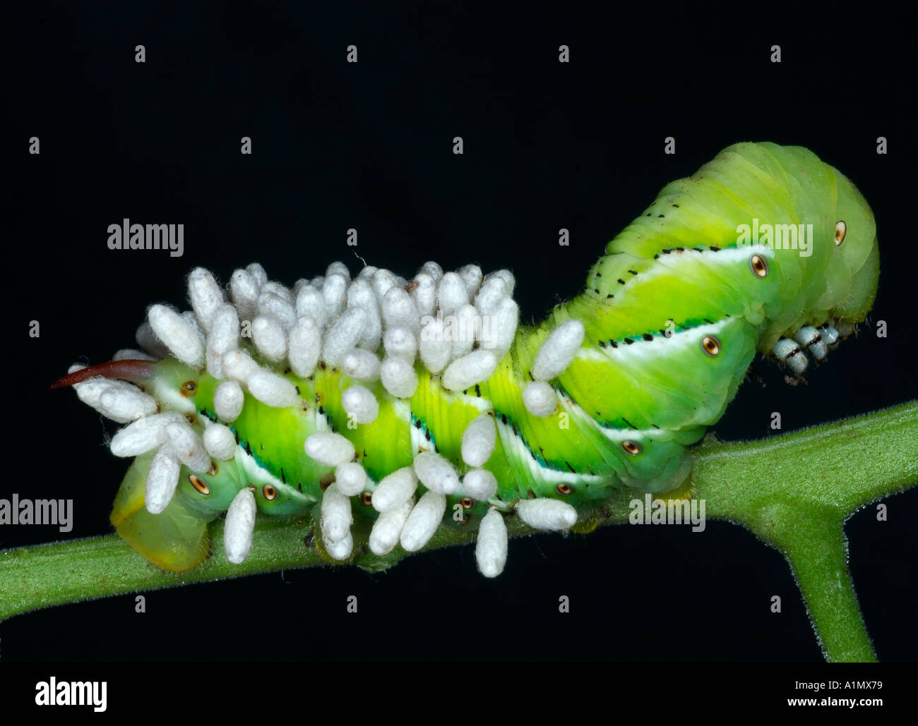 sphinx moth caterpillar covered with braconid wasp cocoons Stock Photo
