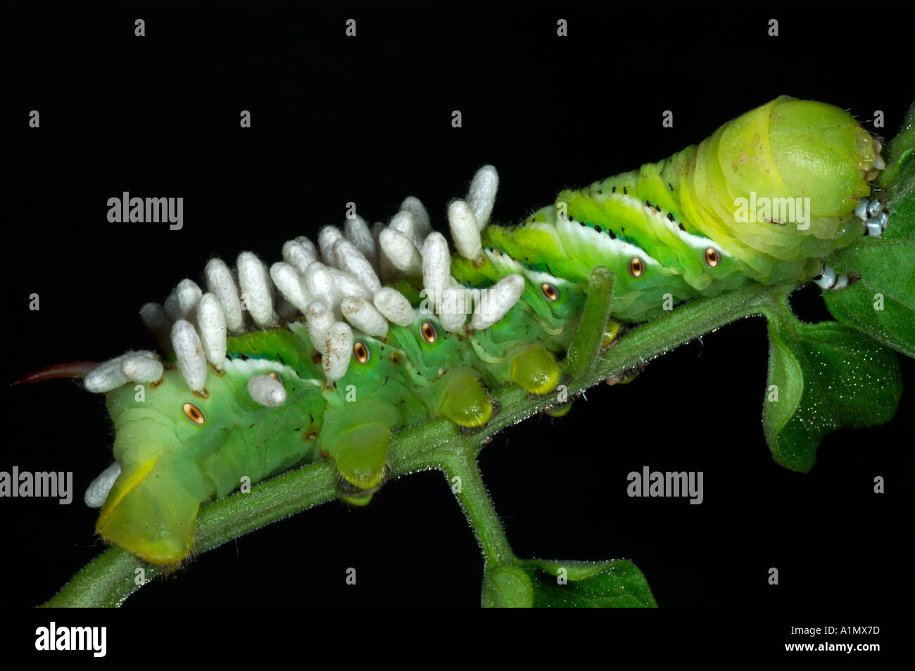 sphinx moth caterpillar covered with braconid wasp cocoons Stock Photo