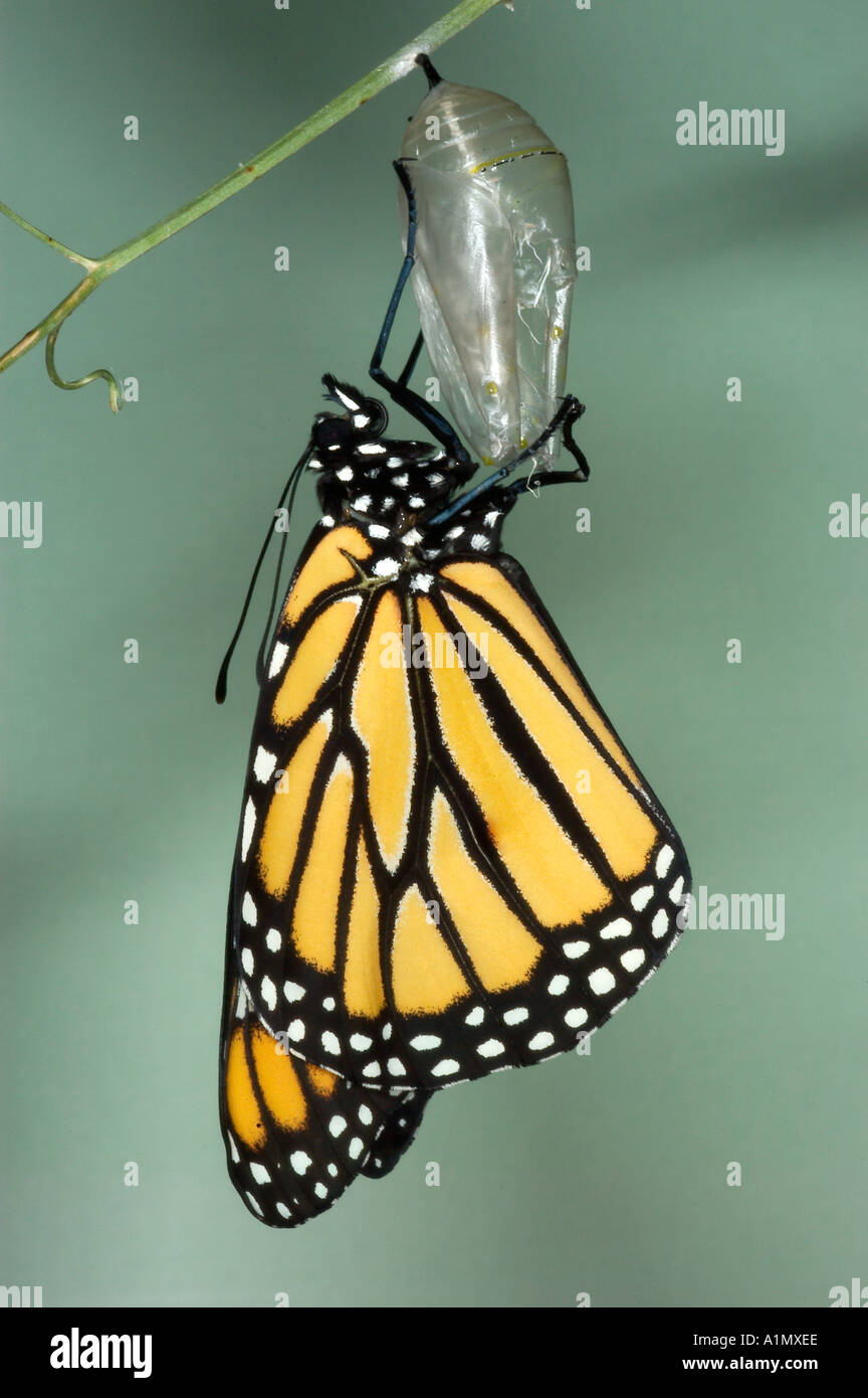 Monarch emerging from its chrysalis Once the butterfly emerges it rests