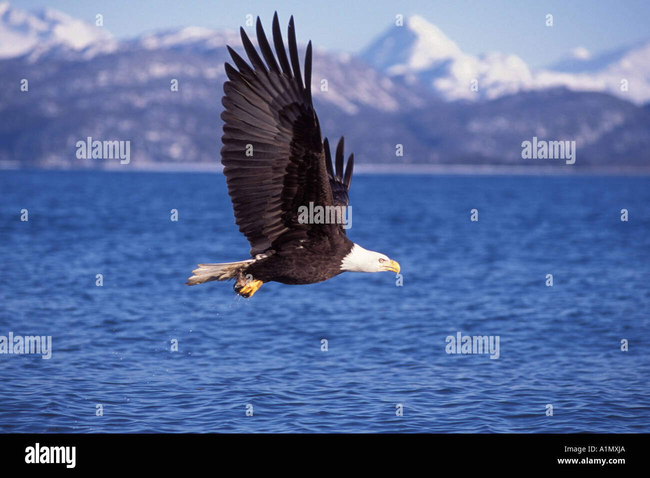 bald eagle Haliaeetus leucocephalus in flight with a fish in its talons ...