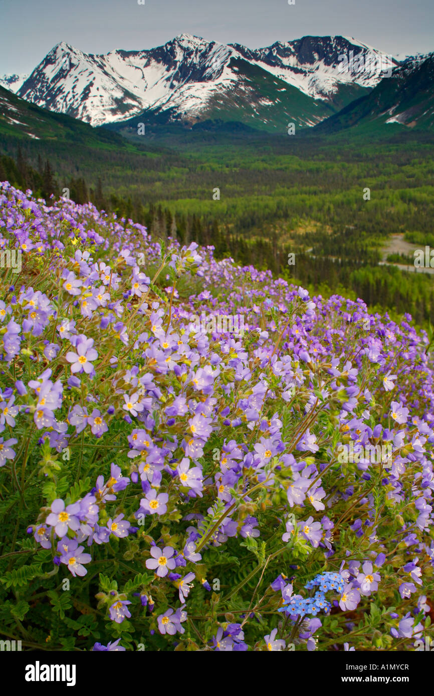Wildflowers bloom along the Seward Highway Kenai Peninsula Chugach National Forest Alaska Stock Photo
