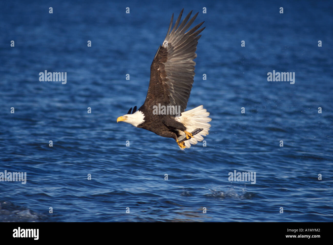 bald eagle Haliaeetus leucocephalus in flight with a fish in its talons ...