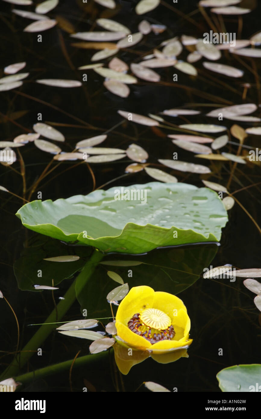 Yellow Pond lily Cordova Copper River Delta Chugach National Forest Alaska Stock Photo