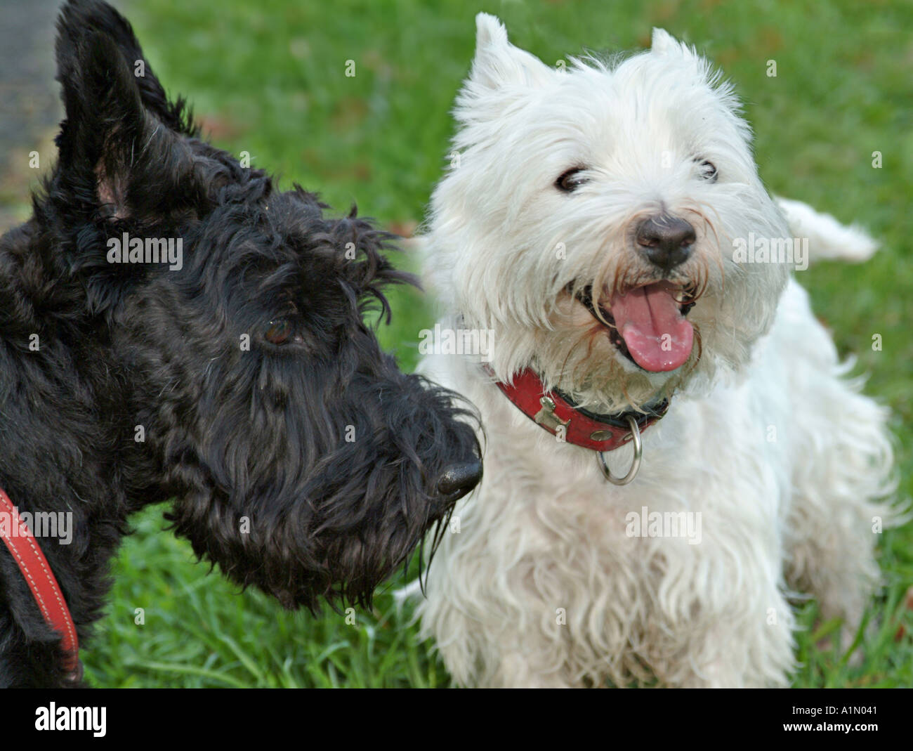 scottish terrier and west highland white terrier on a meadow Stock