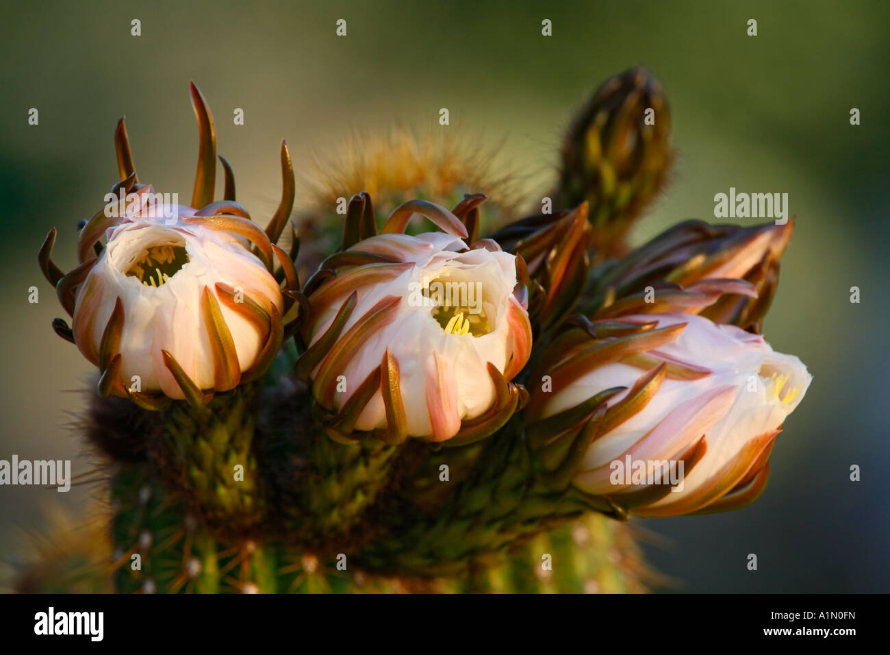kratzbaum cactus Kratzbaum-Kaktus für Katzen Katzenbaum main image 0