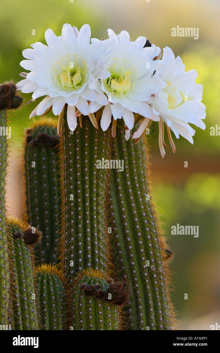 Night Blooming Cactus This cactus blooms at night and the flower lasts