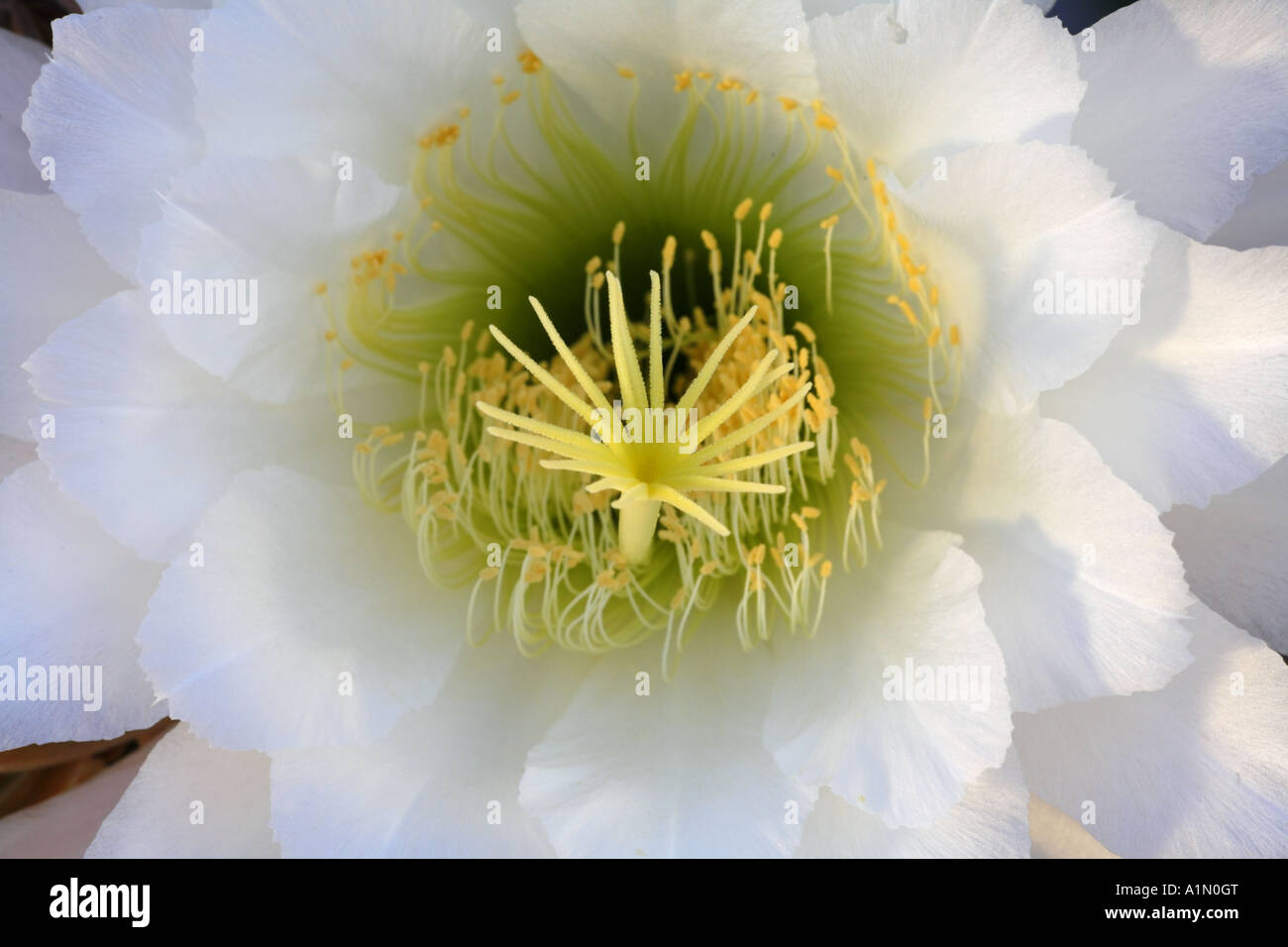 Night Blooming Cactus This cactus blooms at night and the flower lasts only one day Pioneertown
