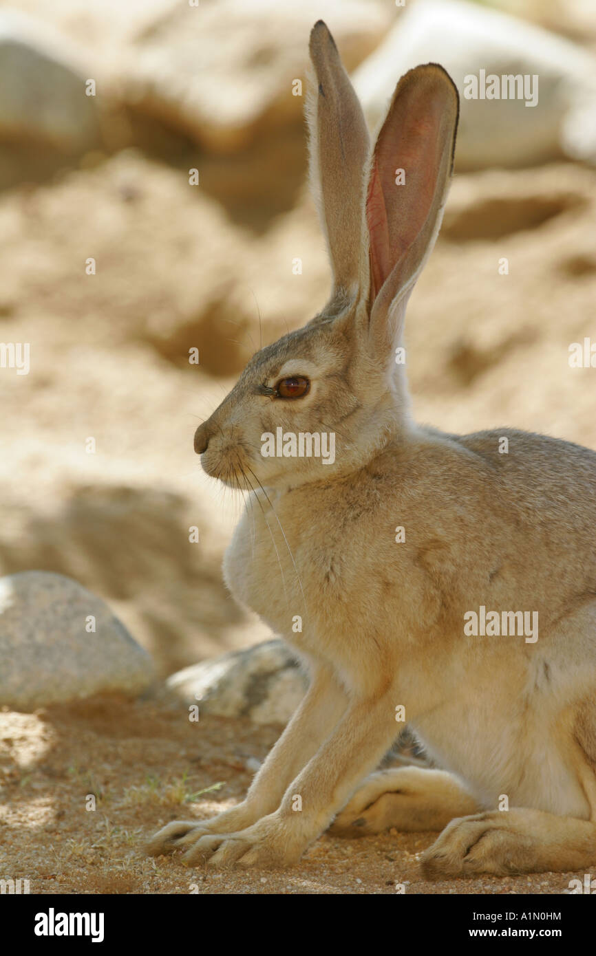 Black tailed Jackrabbit Pioneertown Mojave Desert California Stock
