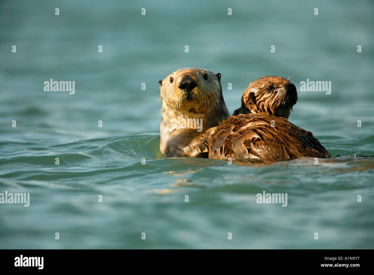 A Sea Otter with pup Orca Inlet Prince William Sound Cordova Chugach