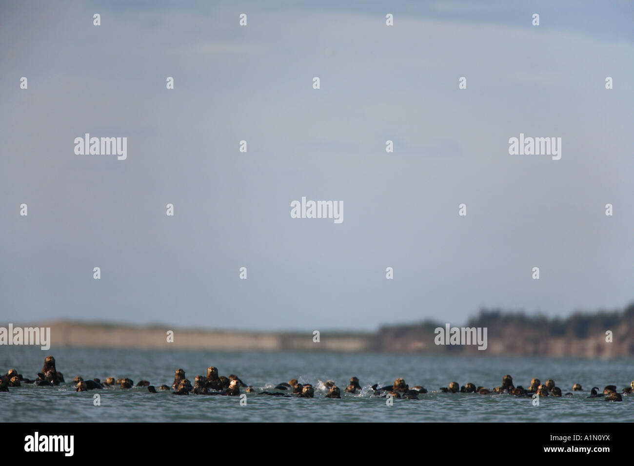 A raft Sea Otters Orca Inlet Prince William Sound Cordova Chugach ...