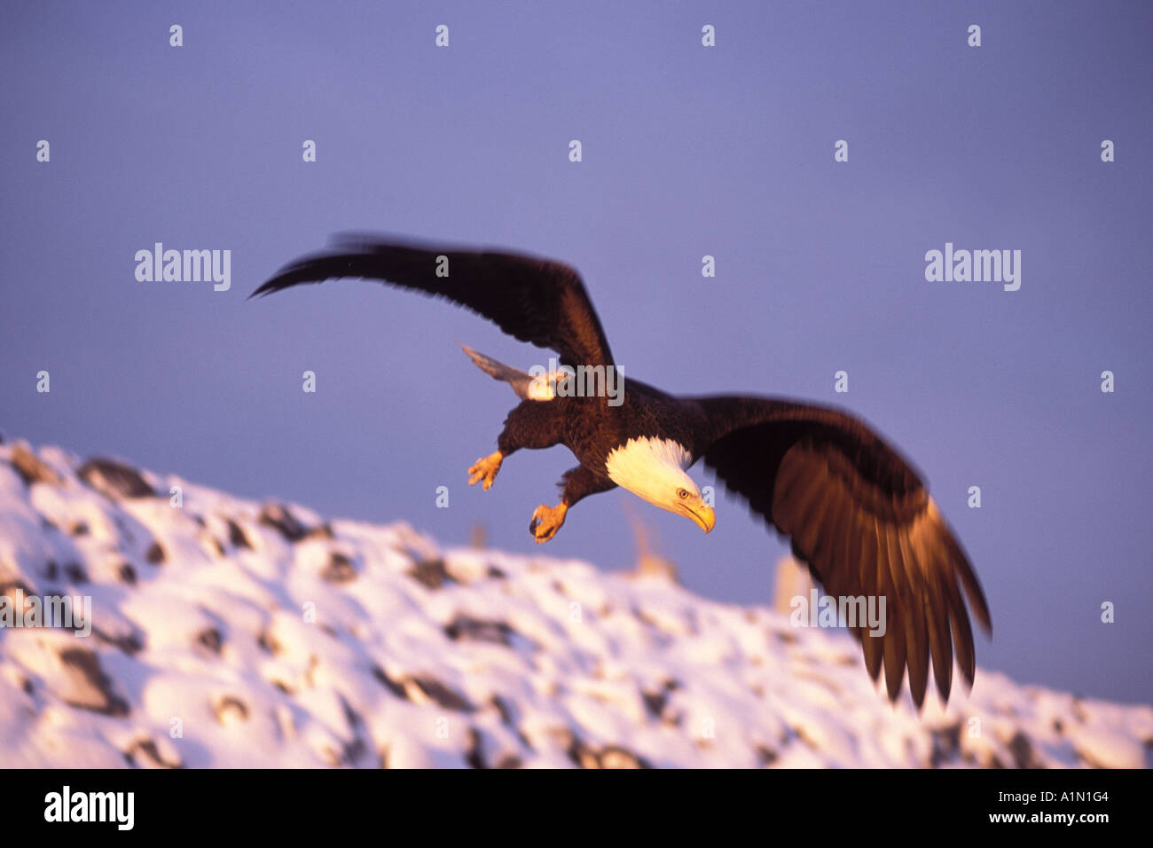 bald eagle Haliaeetus leucocephalus in flight over a beach in Kachemak ...