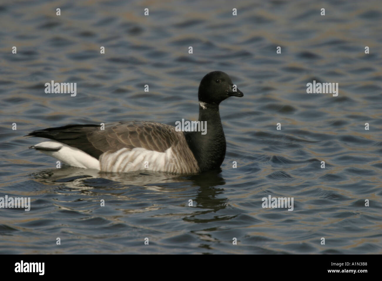 Brant member of the goose family which is almost exclusively coastal is found in flocks on shallow bays and marshes It s flight is usually low and fast with swept back wings Stock Photo
