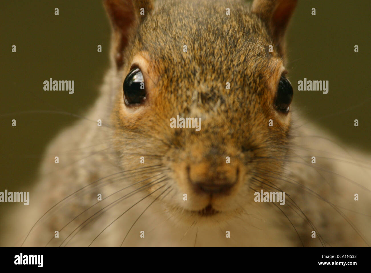 Gray Squirrel A Common Woodland And Urban Rodent That Often Raids