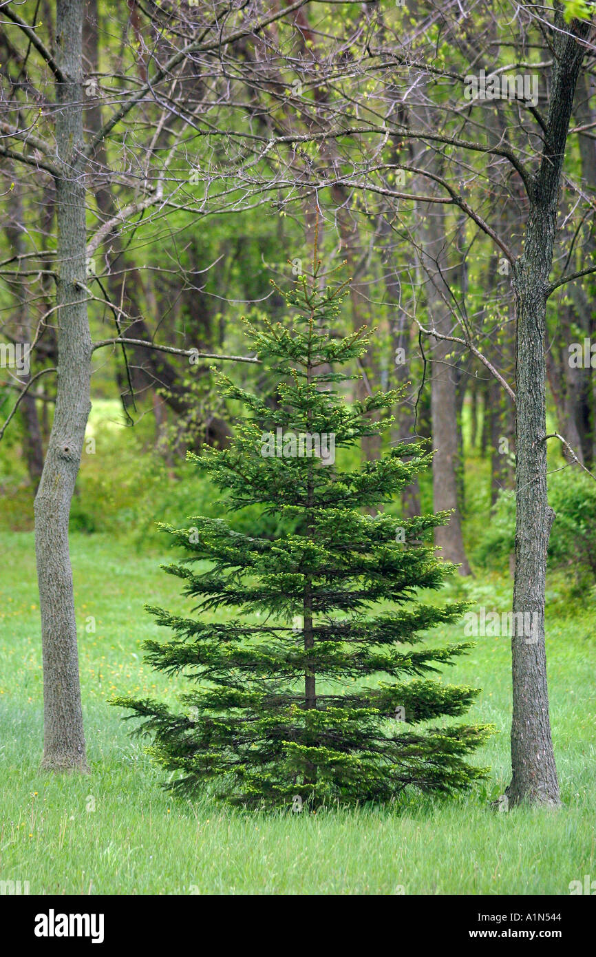 Deciduous and coniferous trees in eastern forest Stock Photo - Alamy
