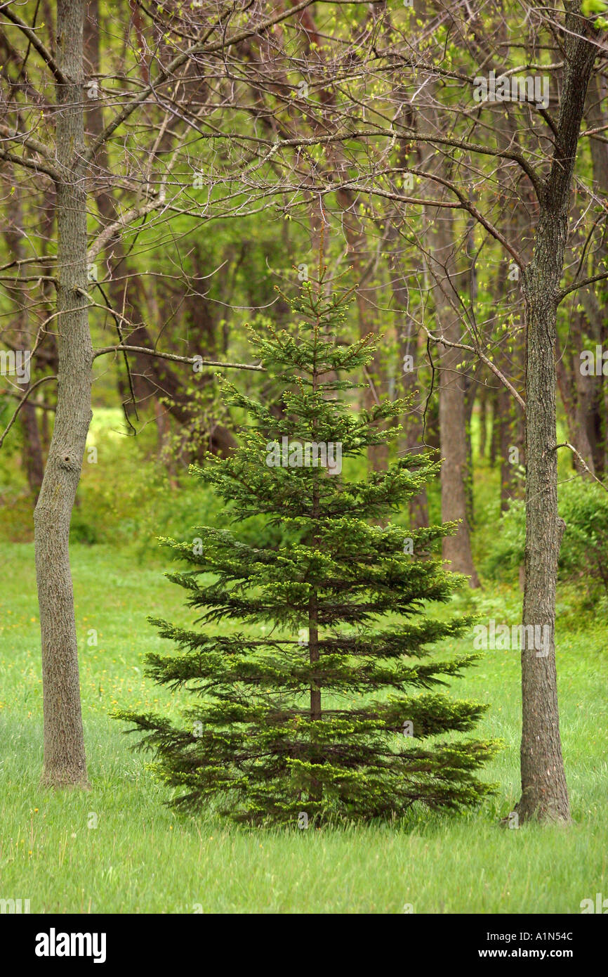 Deciduous and coniferous trees in eastern forest Stock Photo - Alamy