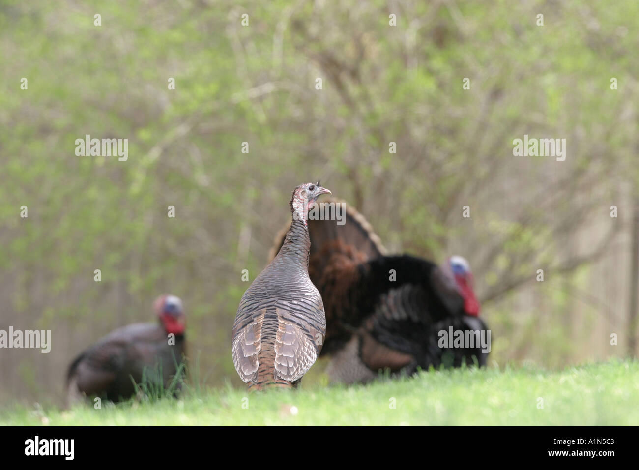 One of North America s largest birds wild turkeys are usually found in