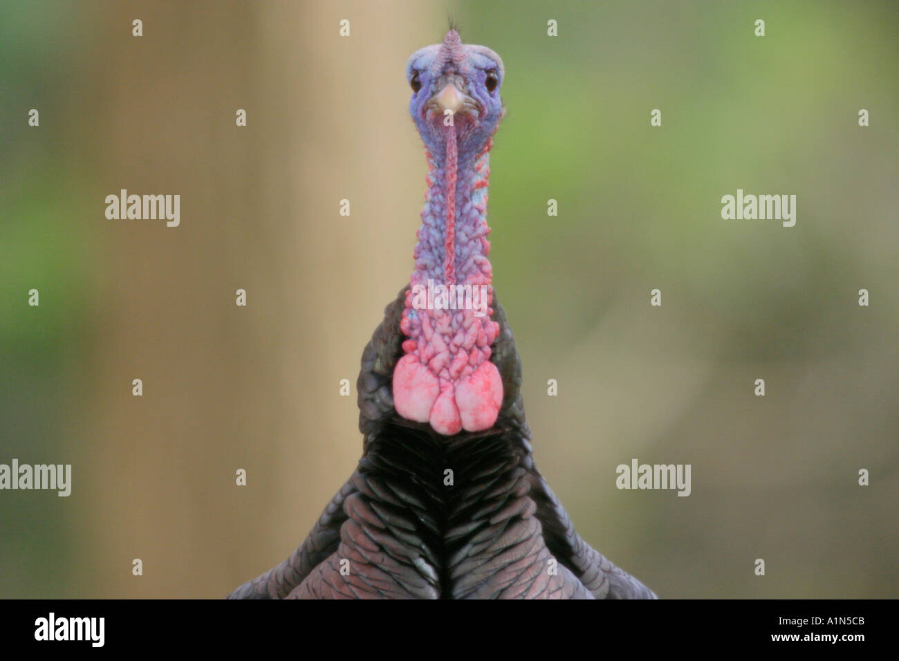 Male eastern wild turkeys hires stock photography and images Alamy