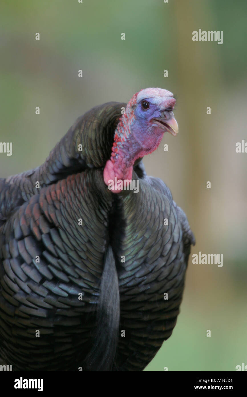 One of North America s largest birds wild turkeys are usually found in