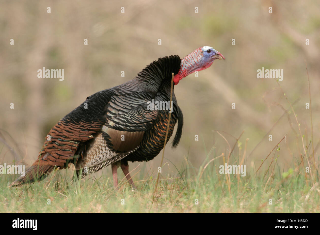 Jake eastern wild turkey in hires stock photography and images Alamy