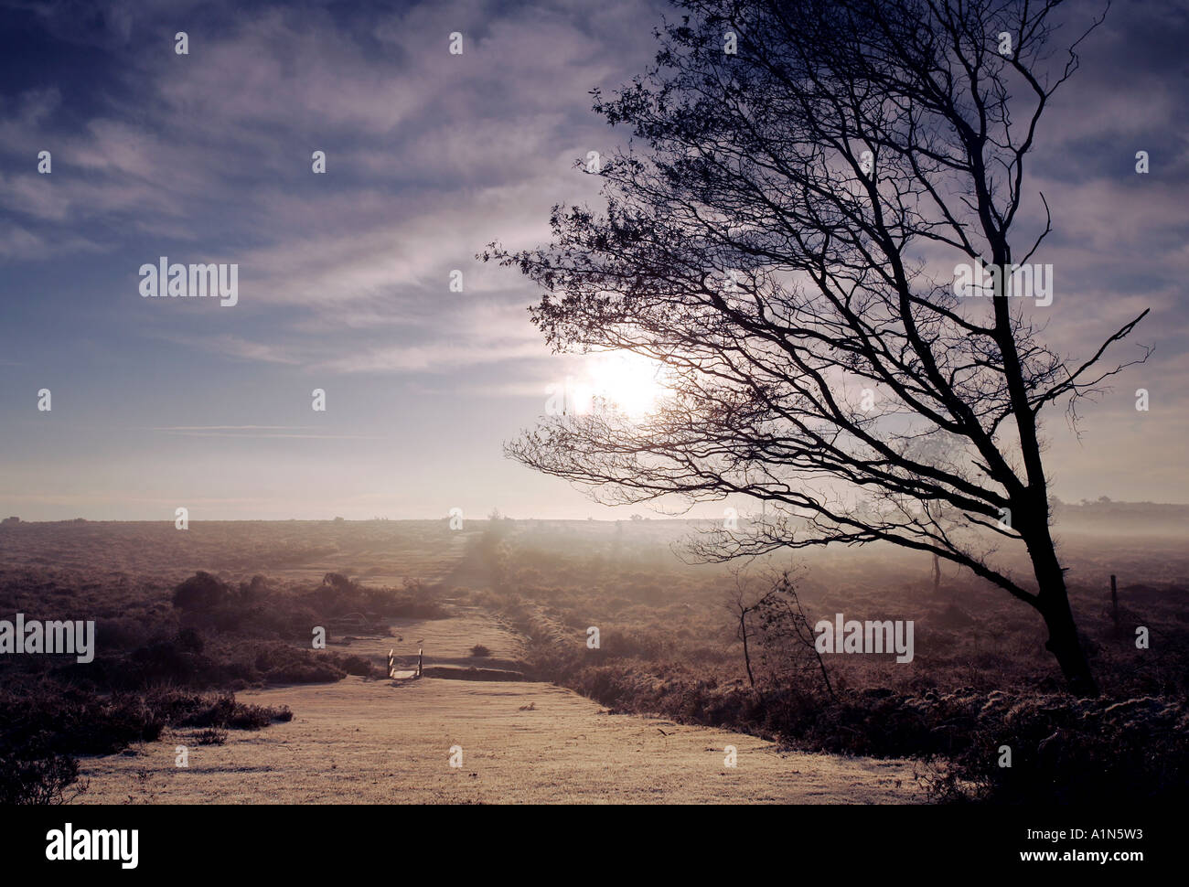 EARLY MORNING WINTER FROST AND MIST Stock Photo
