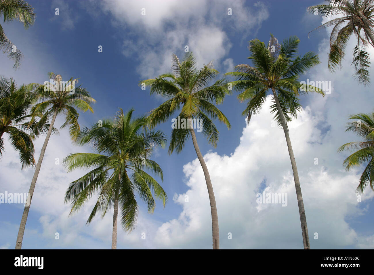 Lush green palm trees and perfect blue sky with white fluffy dreamlike ...