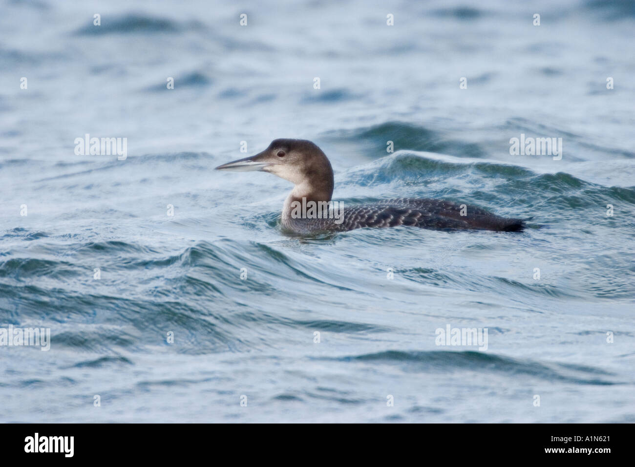 A common loon is a common winter visitor to the surf off of Brigantine New Jersey It s winter plumage is shown here  Stock Photo