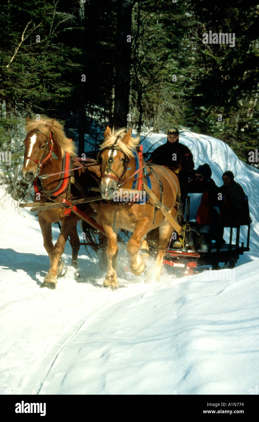 Horses pulling sleigh hires stock photography and images Alamy