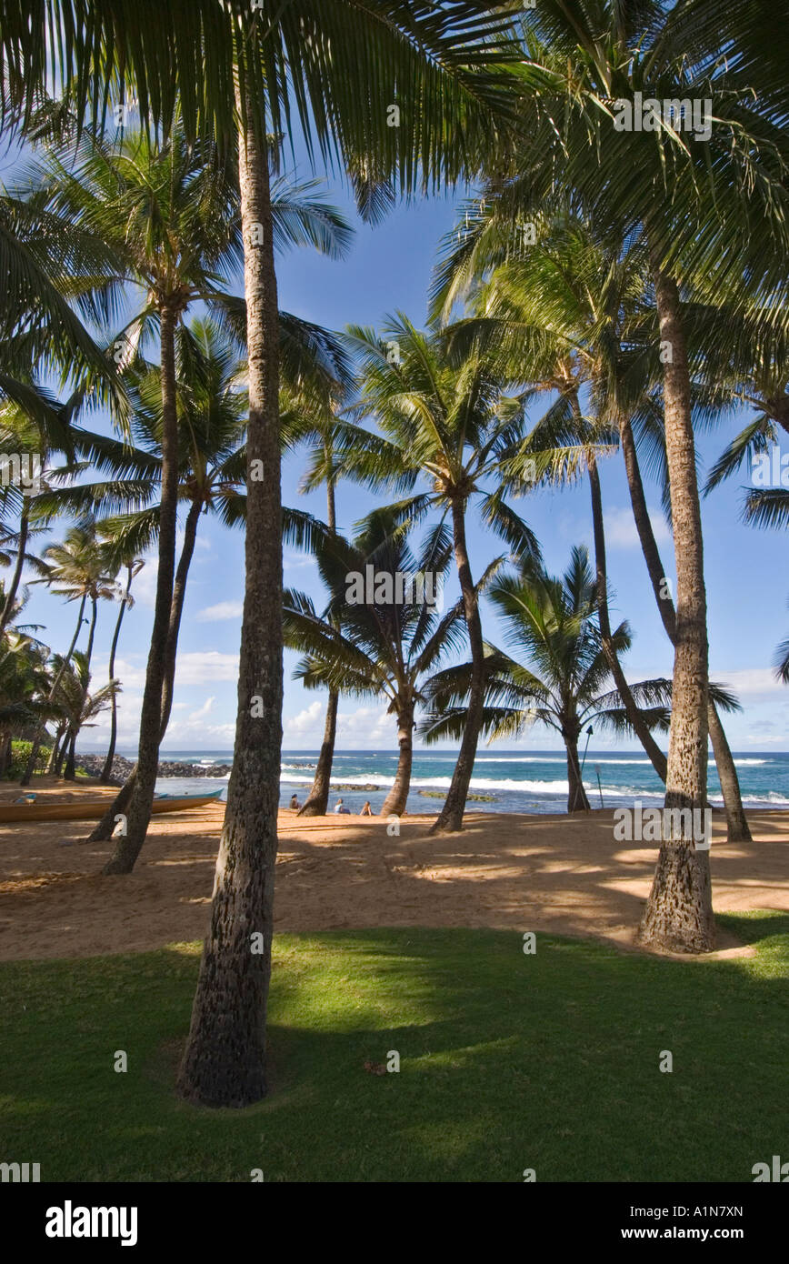 Palm Trees in Maui, Hawaii Stock Photo