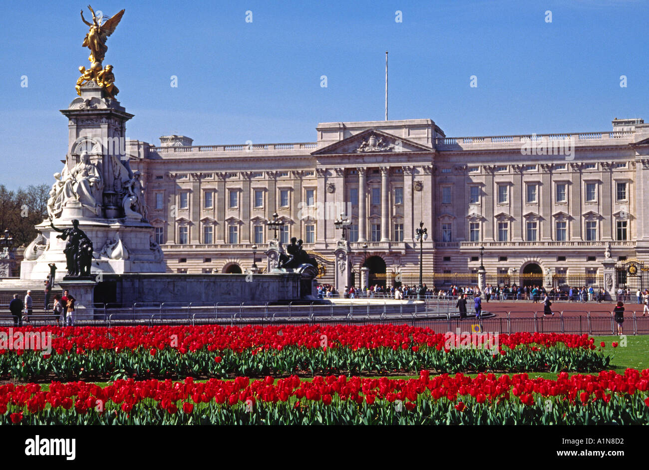 Red tulips in the flower beds outside Buckingham Palace and the Queen Victoria Memorial   London England Stock Photo