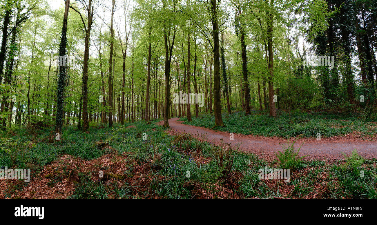 Hillsborough Forest park Stock Photo Alamy
