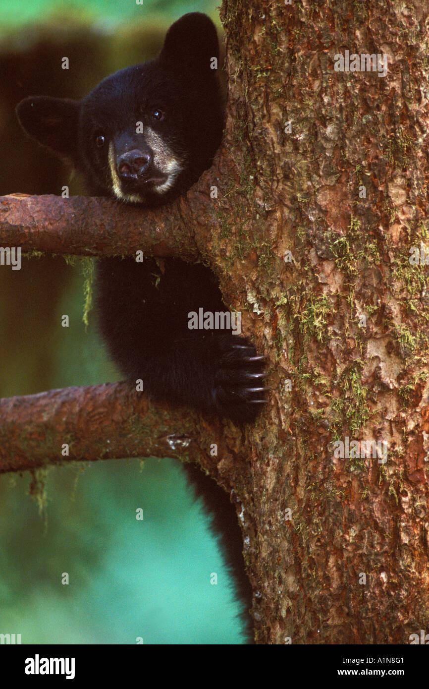 black bear Ursus americanus spring cub in a tree along Anan Creek ...