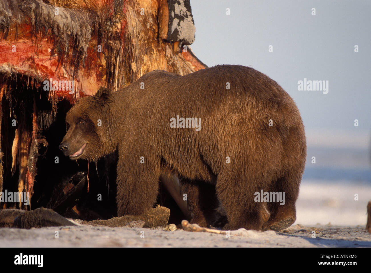 Brown Bear Ursus Arctos Grizzly Bear Ursus Horribils Sow Scavenging On 