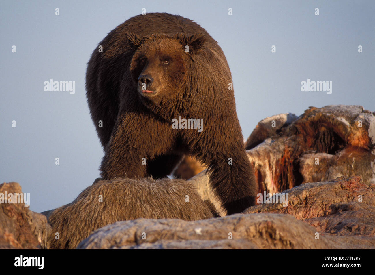 brown-bear-ursus-arctos-grizzly-bear-ursus-horribils-sow-scavenging-on